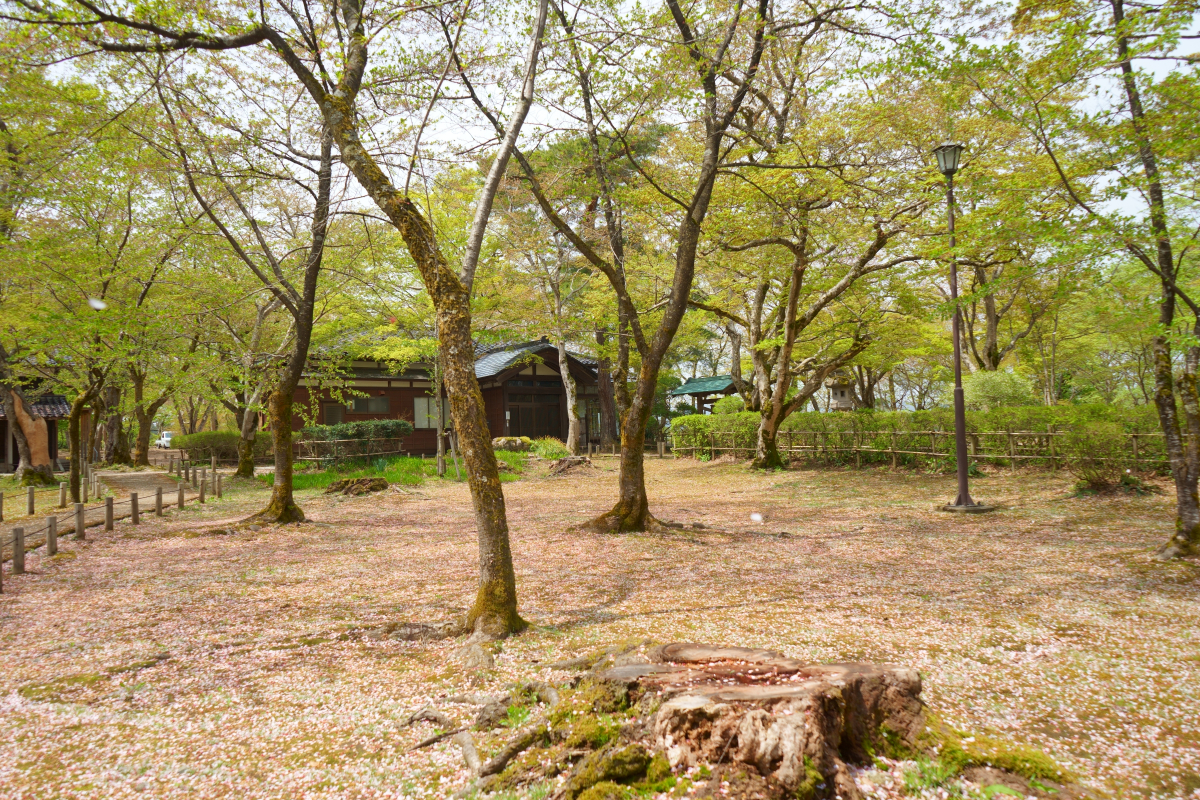 長岡市の悠久山公園の風景